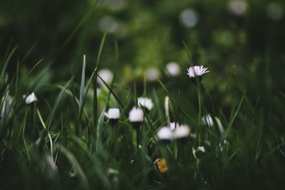 Close-up of white flowering plant on field