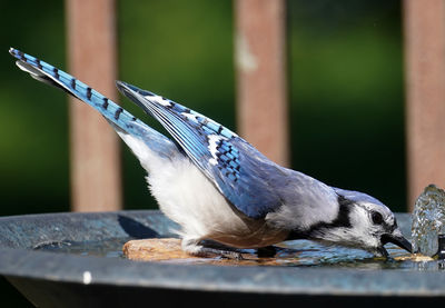 Close-up of bird perching on table