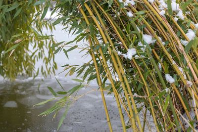 Plants growing in a water