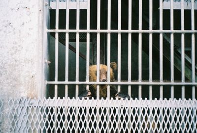 View of cat in cage at zoo