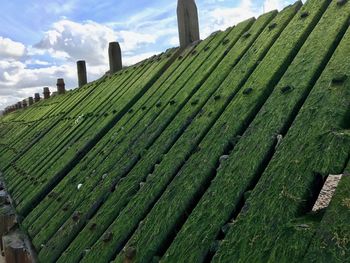 Scenic view of grassy field against sky