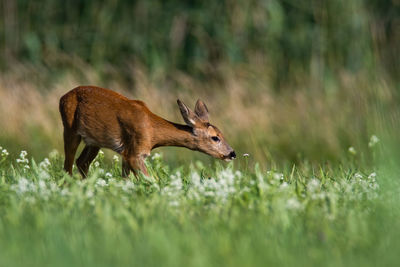 Side view of deer on field