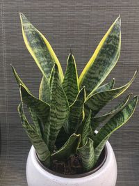 High angle view of potted plant