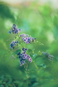 Close-up of purple flowering plant