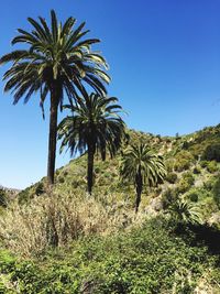 Low angle view of palm trees against clear blue sky