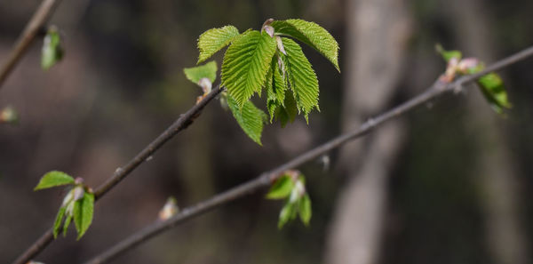 Close-up of green leaves on plant