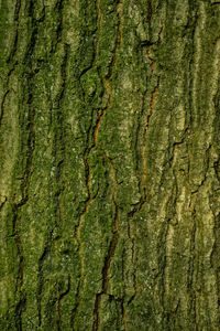 Full frame shot of tree trunk