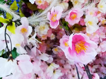 Close-up of flowers blooming outdoors