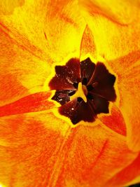 Macro shot of yellow flower