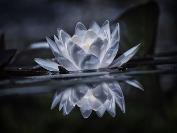Close-up of white water lily