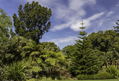 Low angle view of trees against sky