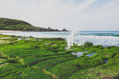 Scenic view of sea against sky