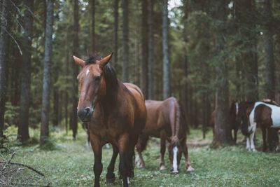 Portrait of horses standing in forest