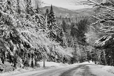 Road amidst trees during winter