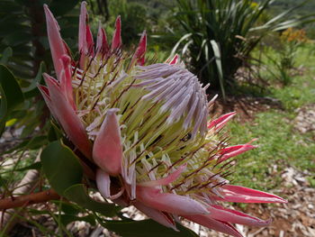 Close-up of pink flower