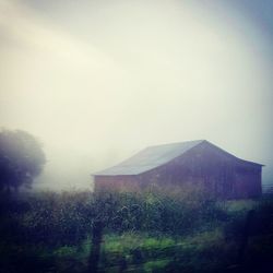 Trees in foggy weather