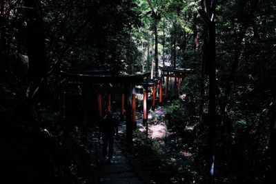 Footpath amidst trees in forest