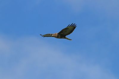 Low angle view of buzzard flying against clear blue sky