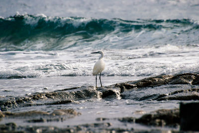 White bird perching on rock at beach