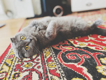 Portrait of cat resting on carpet at home
