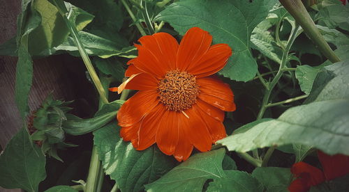 Close-up of orange flower