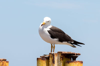 Seagull perching on wall against clear sky