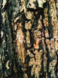 Full frame shot of tree trunk