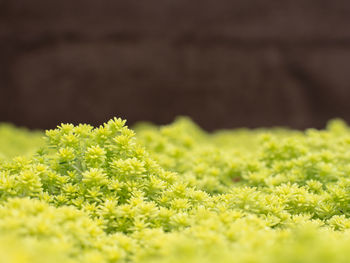 Close-up of yellow flowers