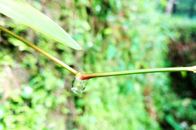 Close-up of insect on plant