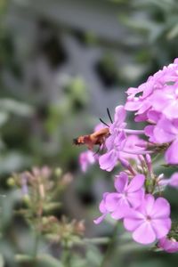 Close-up of insect on pink flowering plant