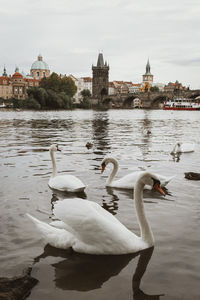 Swans swimming in river