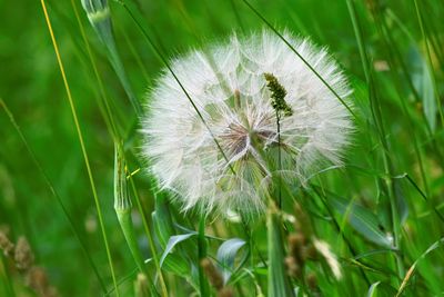 Close-up of dandelion on field