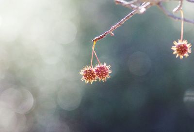 Close-up of flowers against blurred background