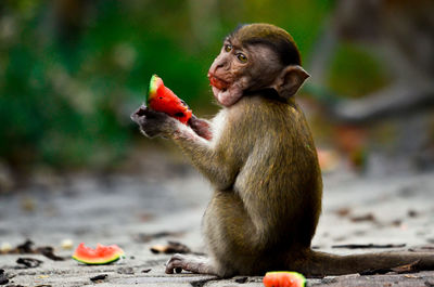 Side view of monkey eating watermelon slice