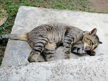 High angle view of cat lying on rock