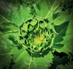 Close-up of green leaf on plant