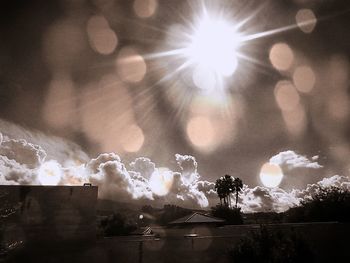 Close-up of sun shining through flowers