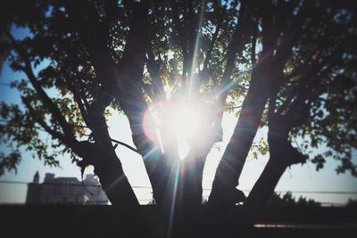 Silhouette man on tree against sky