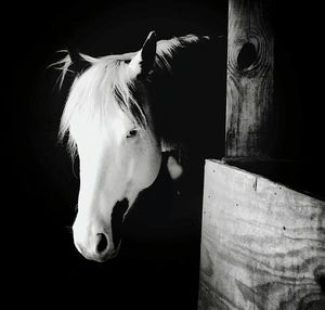 Close-up of white horse