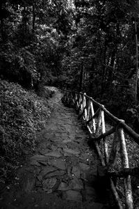 Walkway amidst trees