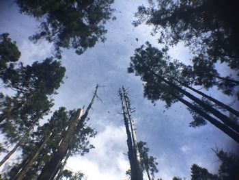 Low angle view of trees against sky