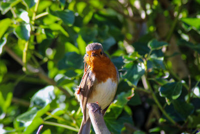 Close-up of bird perching on branch