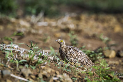 Side view of a bird on land