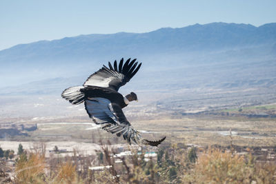 View of bird flying over mountain against sky