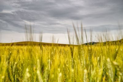 Crops growing on field against sky