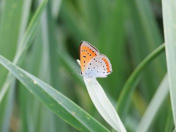 Close-up of butterfly on flower