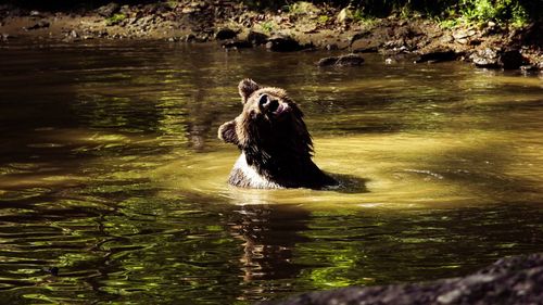 View of horse in river