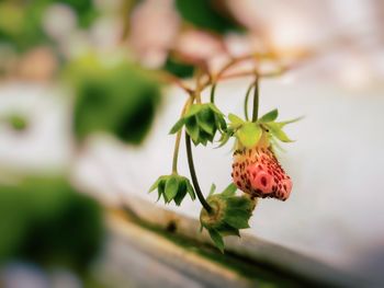 Close-up of red flowering plant