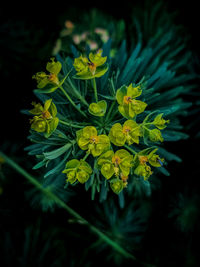 Close-up of flowering plant leaves