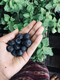 Cropped image of hand holding strawberries